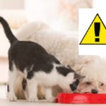 besoins alimentaires chat et chiens