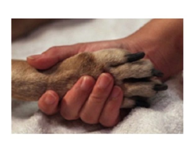 euthanasie de votre animal besoin d'en parler