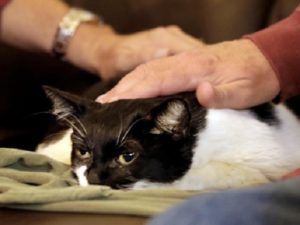 affronter l’euthanasie de votre animal : rester près de lui ou pas