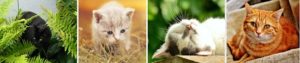 Comment dépasser la mort de votre chat ?