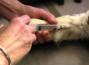 affronter l'euthanasie de votre animal : l'injection