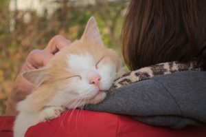 Comment affronter l’euthanasie de votre chat ? 