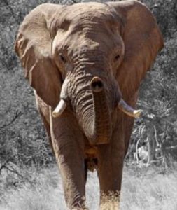 communication avec monde animal : en conscience avec les éléphants