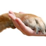 comment affronter l'euthanasie de votre animal