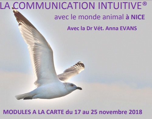 La Communication Intuitive De A à Z Sos Bulle Damour