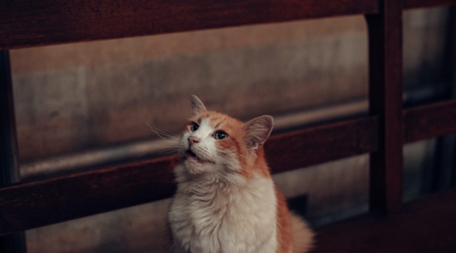 les chats et l'humour