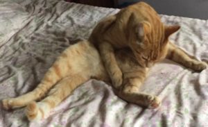 concours photo chats