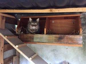 concours photo chats