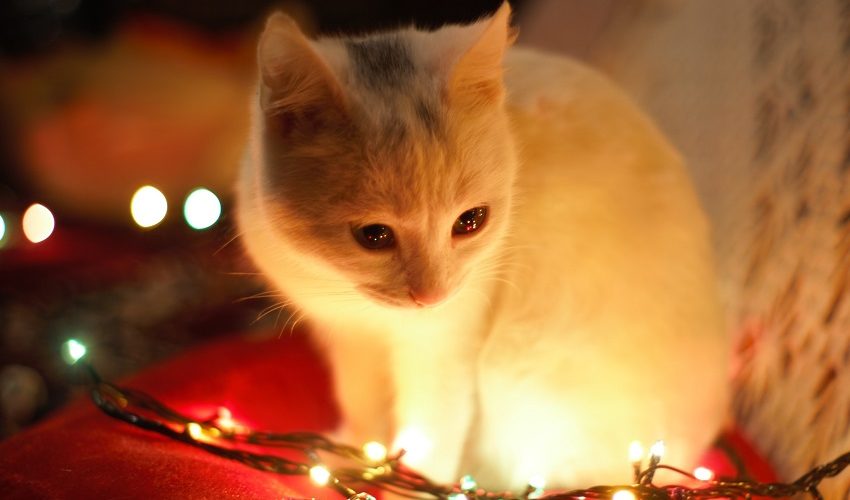 Les chats et Noel