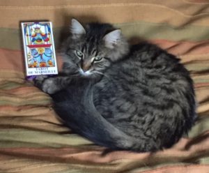 Tarot mon animal et moi