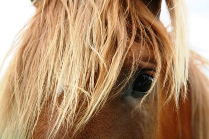 Les cinq sens des chevaux : la vue